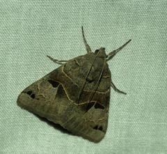 Drasteria edwardsii