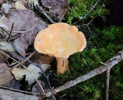 Lactarius thyinos
