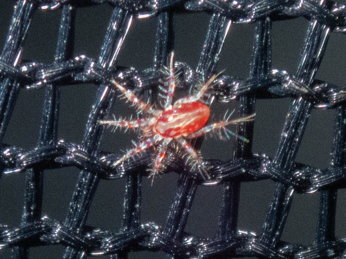 iNaturalist observation photo of Erythracarus pyrrholeucus