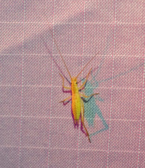 Oecanthus argentinus