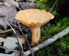 Lactarius thyinos