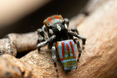 Maratus volans