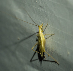 Oecanthus argentinus