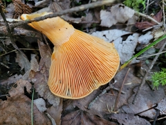 Lactarius thyinos