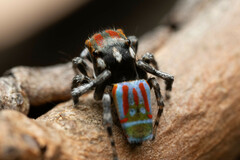 Maratus volans