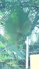 Livistona chinensis