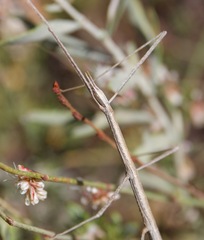 Parabacillus hesperus