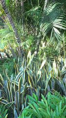 Sansevieria trifasciata