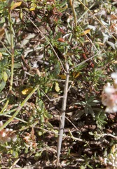 Parabacillus hesperus