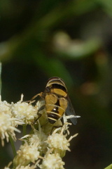 Palpada pusilla