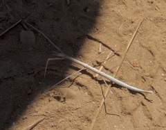 Parabacillus hesperus