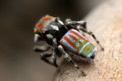 Maratus volans