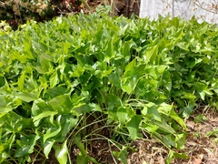 Arisarum proboscideum