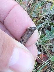 Lepus americanus