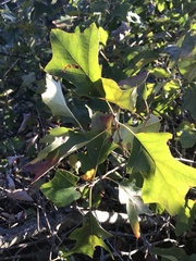 Quercus ilicifolia
