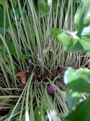 Arisarum proboscideum