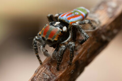 Maratus volans