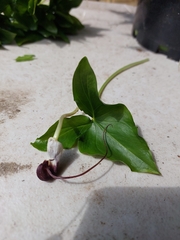 Arisarum proboscideum