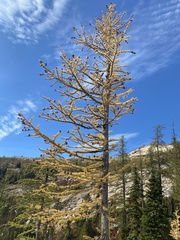 Larix lyallii