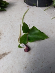 Arisarum proboscideum