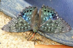 Dichorragia nesimachus