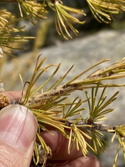 Larix lyallii