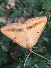 Isturgia arenacearia