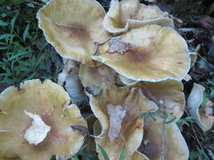 Armillaria