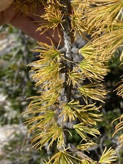 Larix lyallii