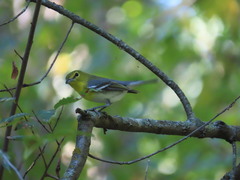 Vireo flavifrons