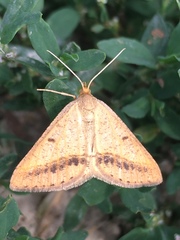 Isturgia arenacearia