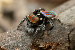 Maratus volans