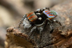 Maratus volans