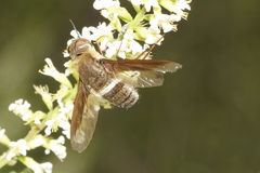Exoprosopa rostrifera