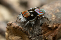 Maratus volans
