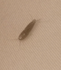 Lepismatidae