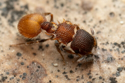 Meranoplus curvispinaMeranoplus curvispina