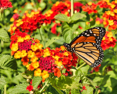 Danaus plexippus