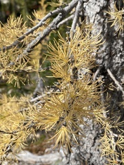 Larix lyallii