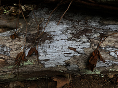 Biscogniauxia atropunctata