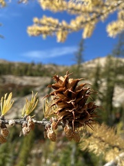 Larix lyallii