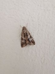 Melipotis jucunda