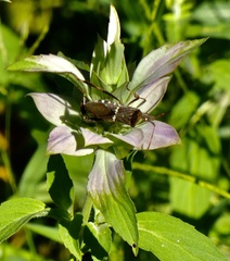 Leptoglossus clypealis