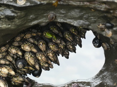 Pollicipes polymerus