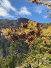 Larix lyallii
