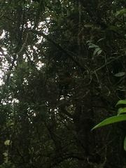 Leptosittaca branickii