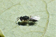 Eurytominae
