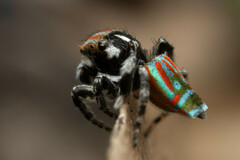 Maratus volans
