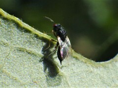 Eurytominae