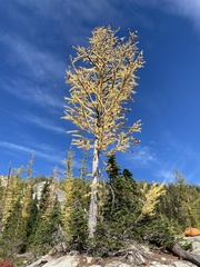 Larix lyallii